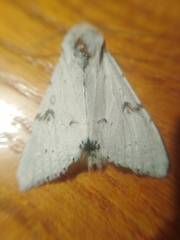 Acronicta leporina