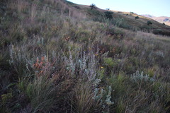 Helichrysum umbraculigerum