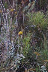 Helichrysum umbraculigerum
