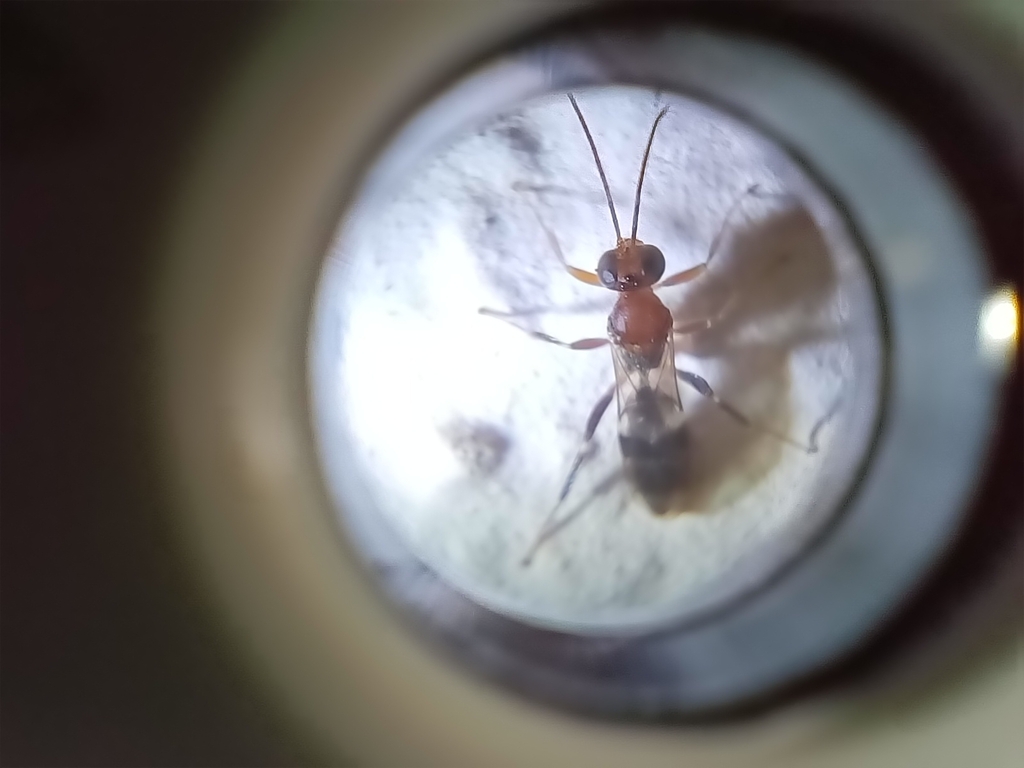 Gelis liparae