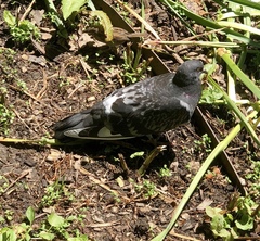 Columba livia domestica