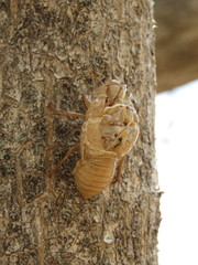 Quesada gigas