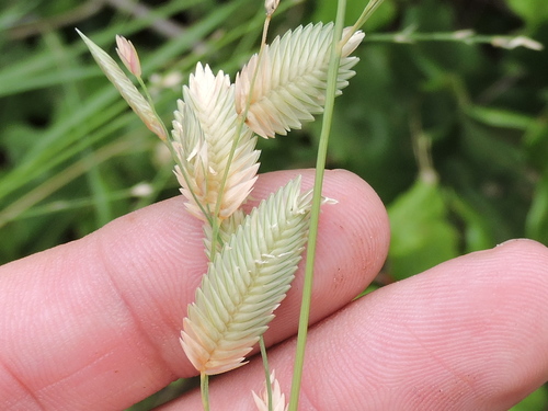 Wilman lovegrass (Eragrostis superba)