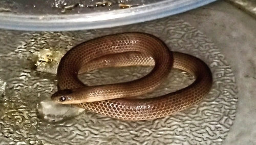 Mosauer’s Ground Snake