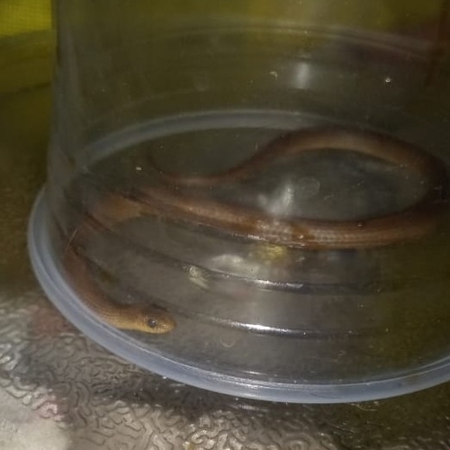 Mosauer’s Ground Snake