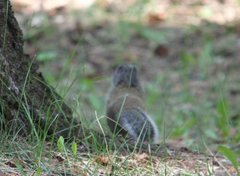 Poliocitellus franklinii