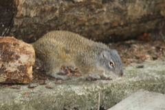 Poliocitellus franklinii