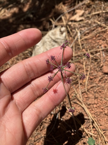 Image of Tauschia glauca by no rights reserved