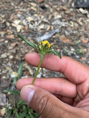 Image of Helianthella californica by no rights reserved