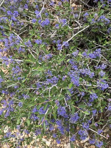 Image of Ceanothus lemmonii by no rights reserved