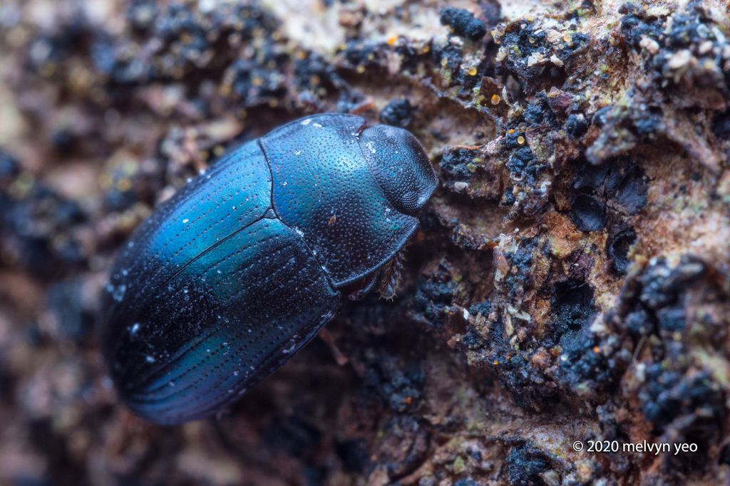 Androsus corporaali