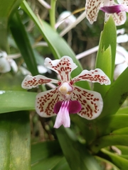 Geoff, CC BY, iNaturalist via GBIF Vanda suavis, photograph Geoff, CC BY, iNaturalist via GBIF