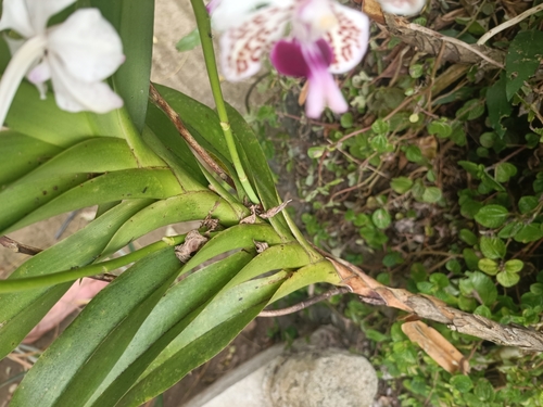 Image of Vanda suavis by (c) Geoff, some rights reserved (CC BY)