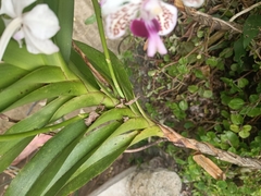 Vanda suavis, photograph Geoff, CC BY, iNaturalist via GBIF