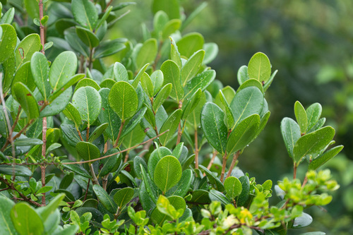 Eugenia sessiliflora, 2024-07-04