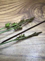 Carex sterilis
