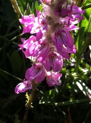 Pedicularis attollens