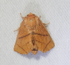 Apoda y-inversa