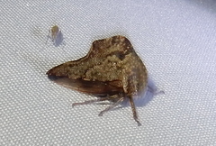 Telamona ampelopsidis