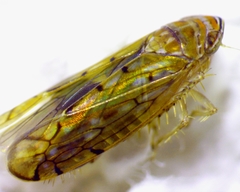 Osbornellus rotundus