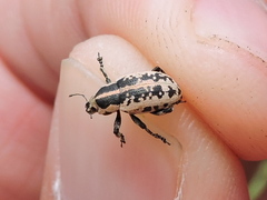 Eudiagogus rosenschoeldi