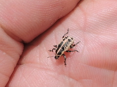 Eudiagogus rosenschoeldi