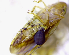 Osbornellus rotundus