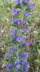 Echium vulgare