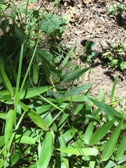 Carex caroliniana
