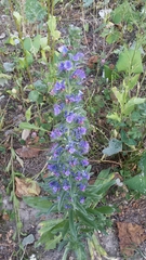 Echium vulgare