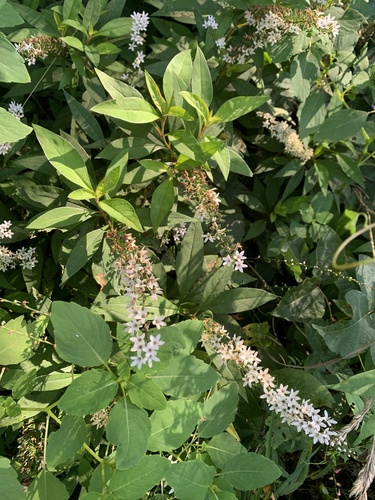 Image of Lysimachia clethroides by (c) Senna Bryce Robeson, some rights reserved (CC BY)