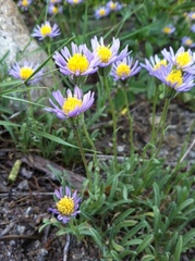 Erigeron barbellulatus