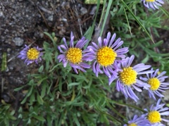 Erigeron barbellulatus