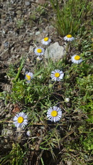 Erigeron pumilus