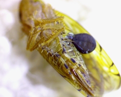 Osbornellus rotundus