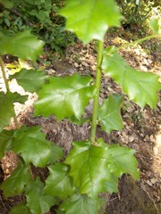Quercus × morehus