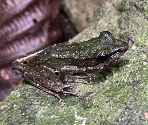 Large White-lipped Frog, Hylarana megalonesa