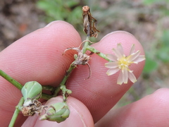 Lactuca ludoviciana