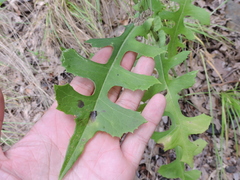Lactuca ludoviciana