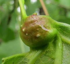 Pemphigus populicaulis