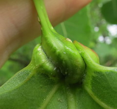 Pemphigus populicaulis