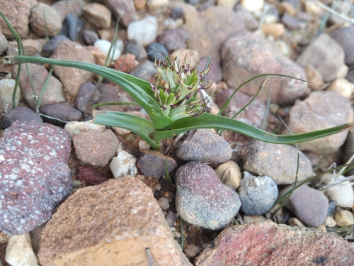 Cape Spikelily (Wurmbea capensis)