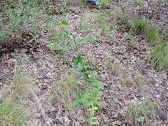 Lactuca ludoviciana
