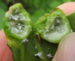 Pemphigus populicaulis