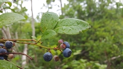 Vaccinium formosum