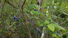 Vaccinium formosum