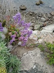 Limonium perezii