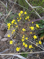 Leptosiphon chrysanthus
