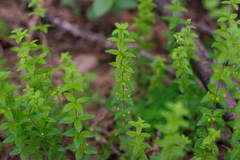 Cruciata glabra krylovii