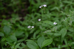 Cerastium pauciflorum